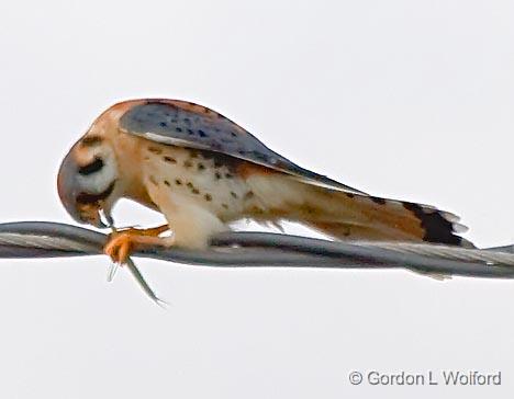 Kestrel With A Catch_33980.jpg - Photographed along the Gulf coast near Port Lavaca, Texas, USA.